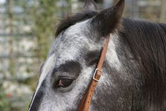 Eye of Appaloosa