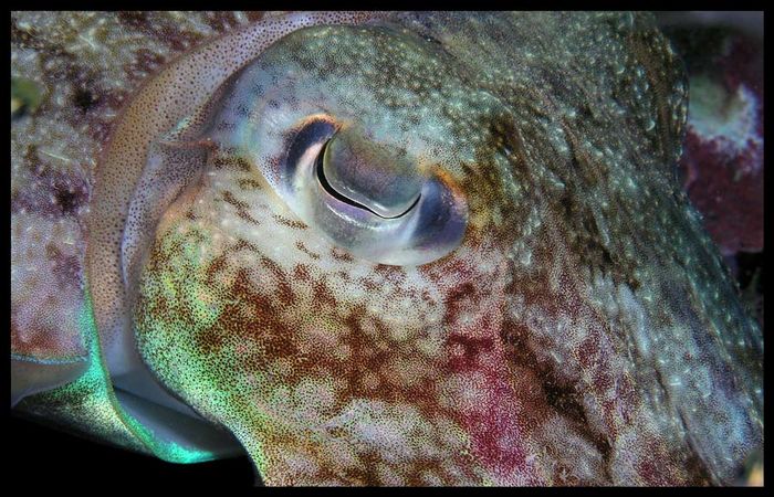 Eye of Cuttlefish