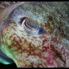 Eye of Cuttlefish