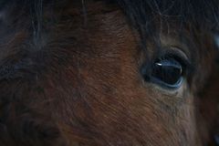 Eye of Félagi