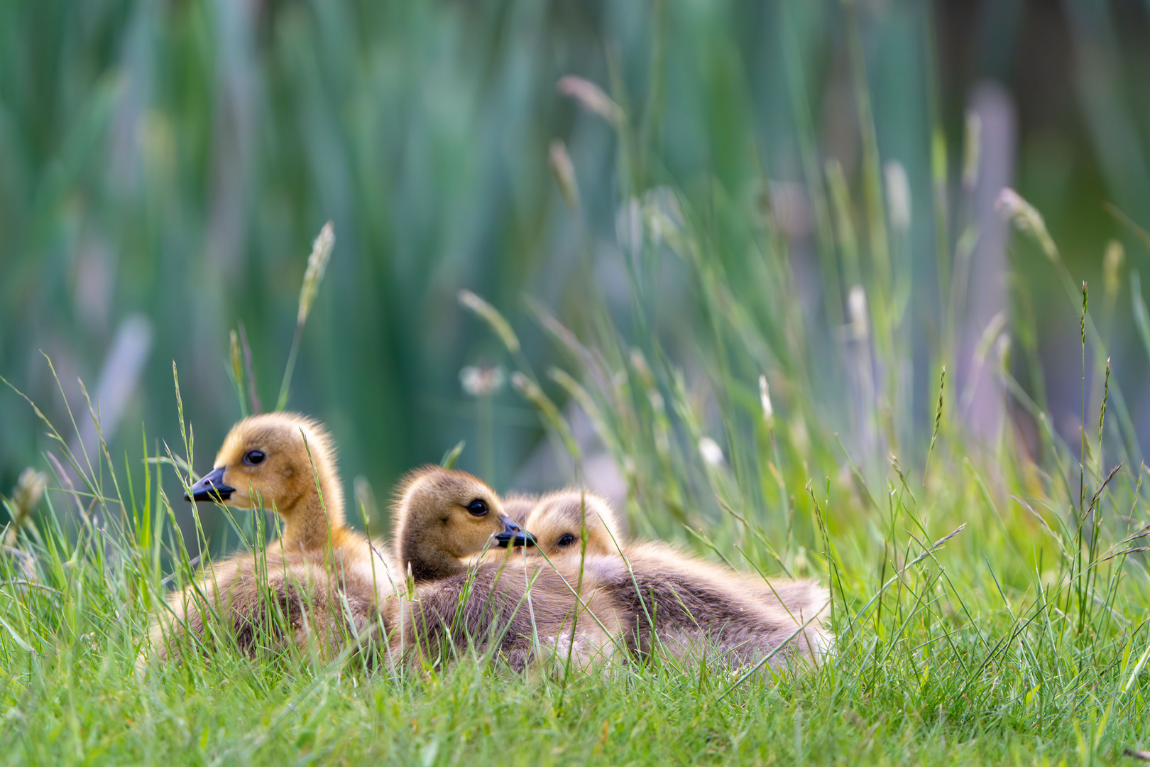 eye of goose baby