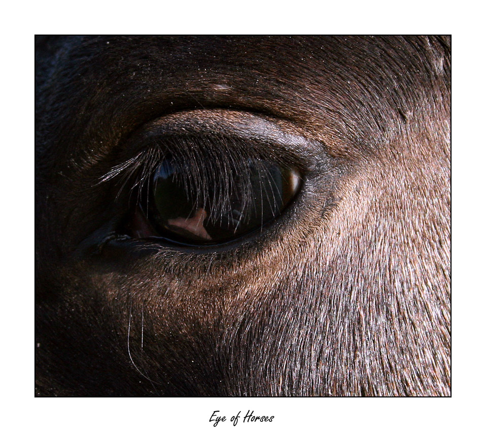 Eye of Horses