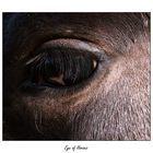 Eye of Horses