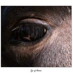 Eye of Horses