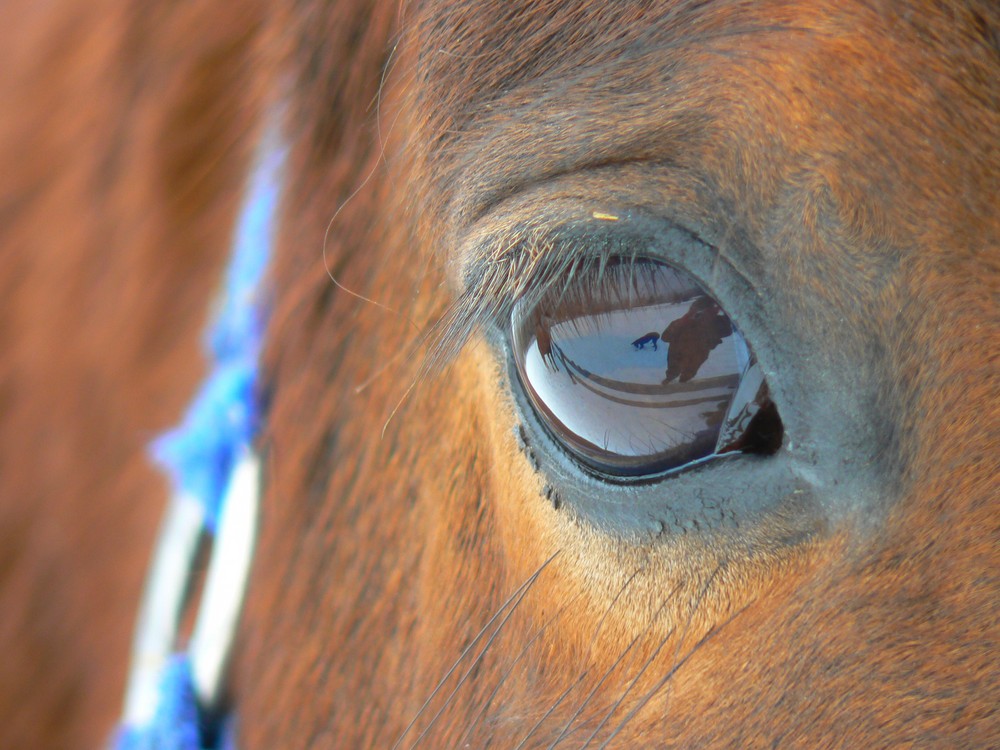 Eye of my mare