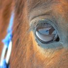 Eye of my mare