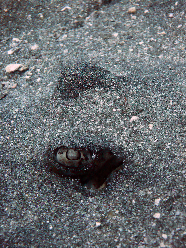 Eye of Stingray