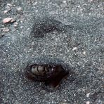 Eye of Stingray