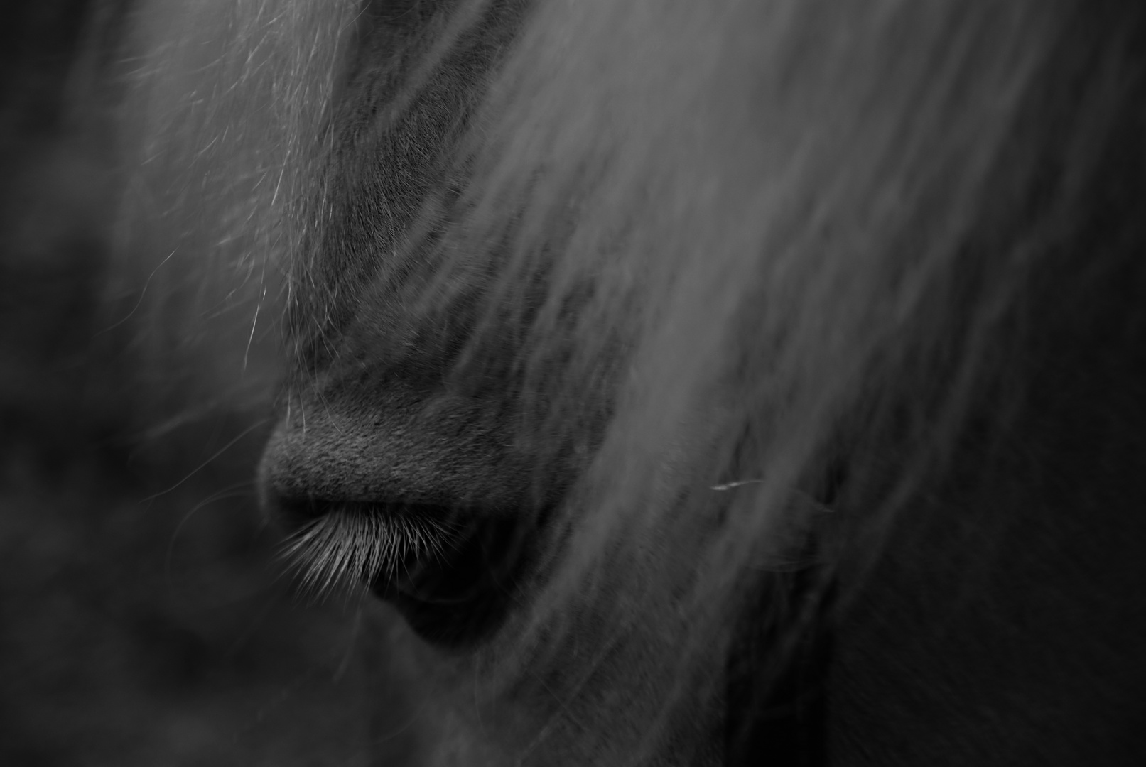 Eye of the Beholder, äh, Haflinger!