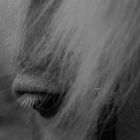 Eye of the Beholder, äh, Haflinger!