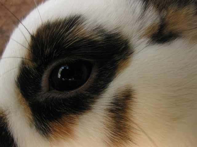 Eye of the Bunny