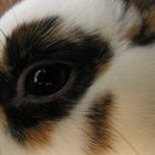 Eye of the Bunny