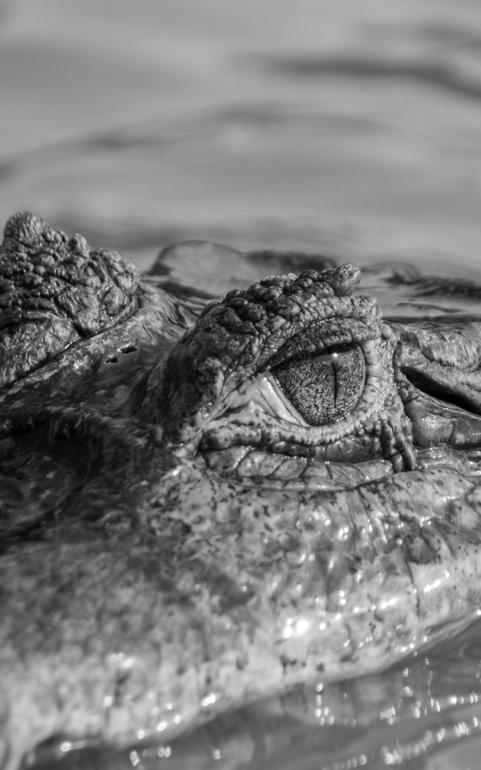 Eye of the Caiman