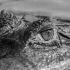 Eye of the Caiman