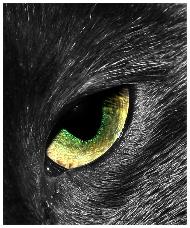 Eye of the cat