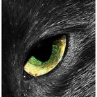 Eye of the cat