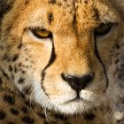eye of the cheetah
