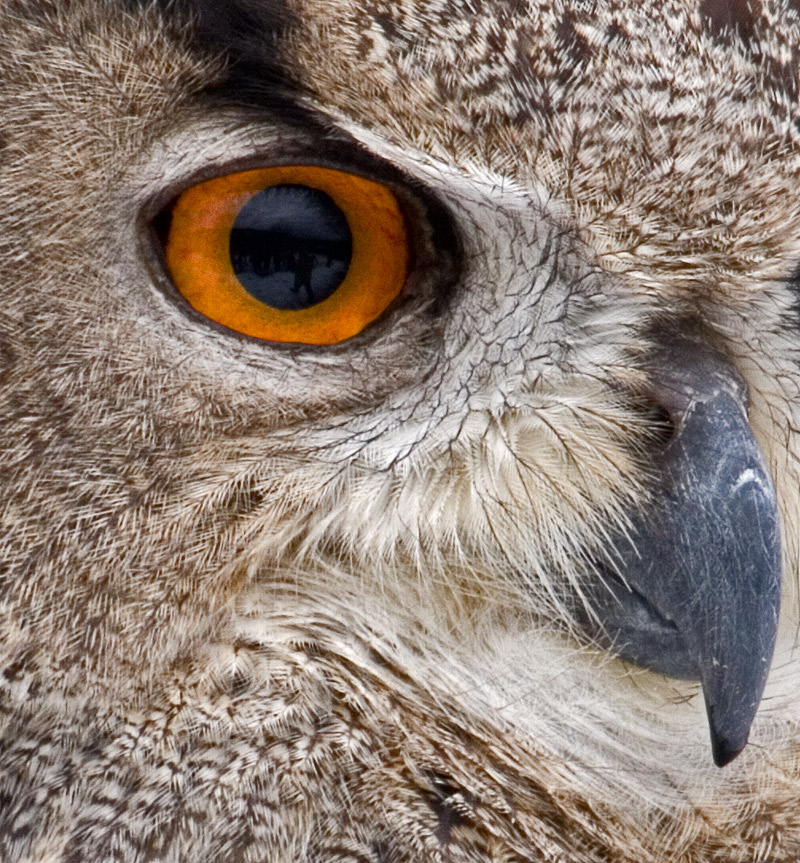 Eye of the eagle-owl