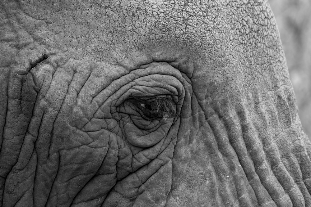 eye of the Elephant