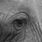 eye of the Elephant