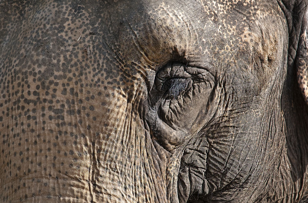 Eye of the Elephant