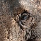 Eye of the Elephant