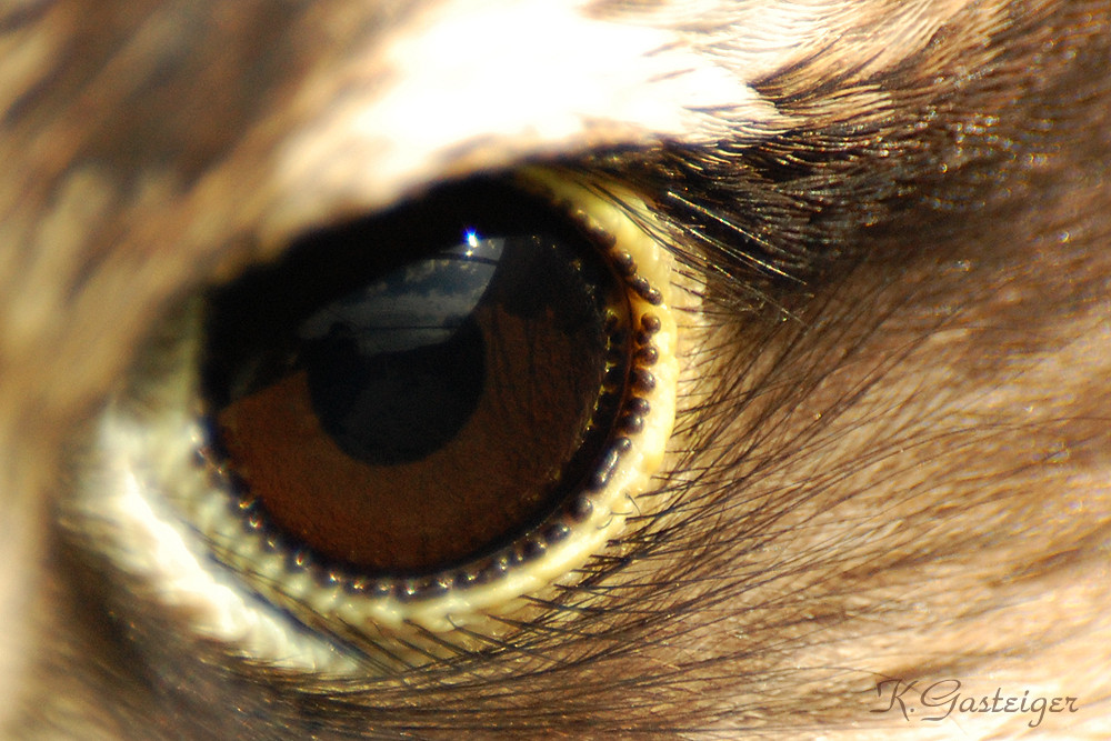 eye of the falcon