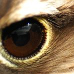 eye of the falcon