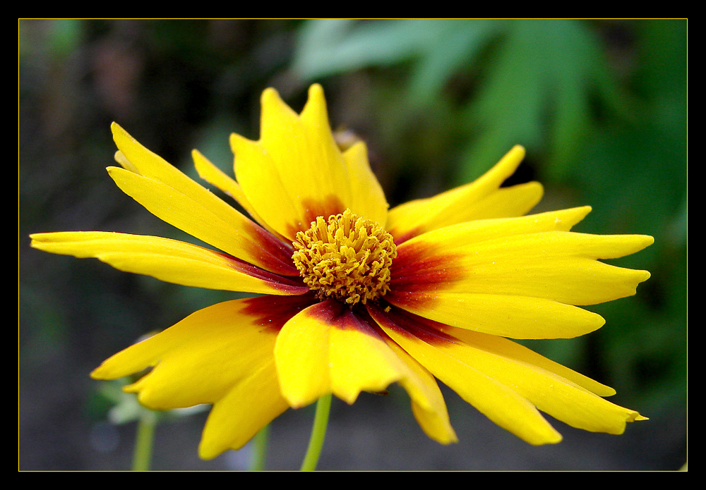 eye of the flower