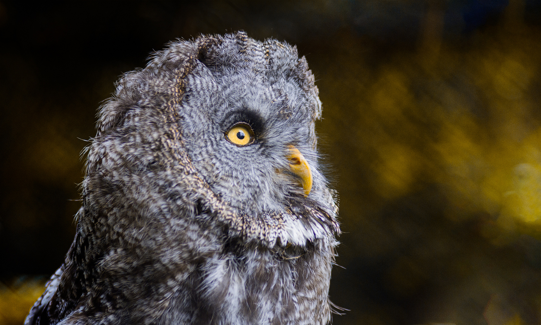 Eye of the forest .