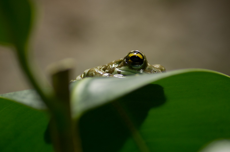 Eye of the frog