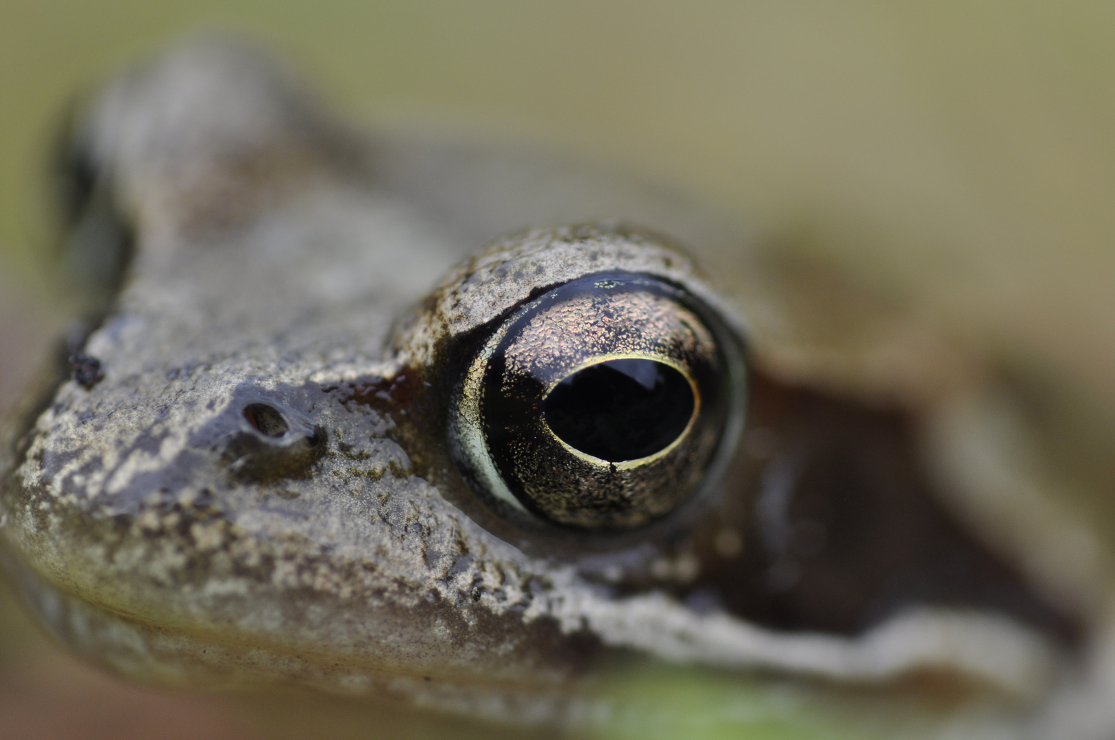 Eye of the frog