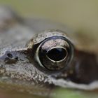 Eye of the frog