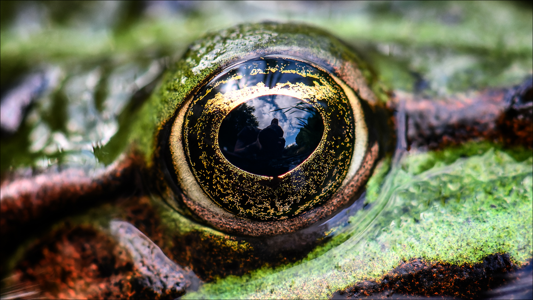 Eye of The Frosch