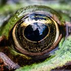 Eye of The Frosch