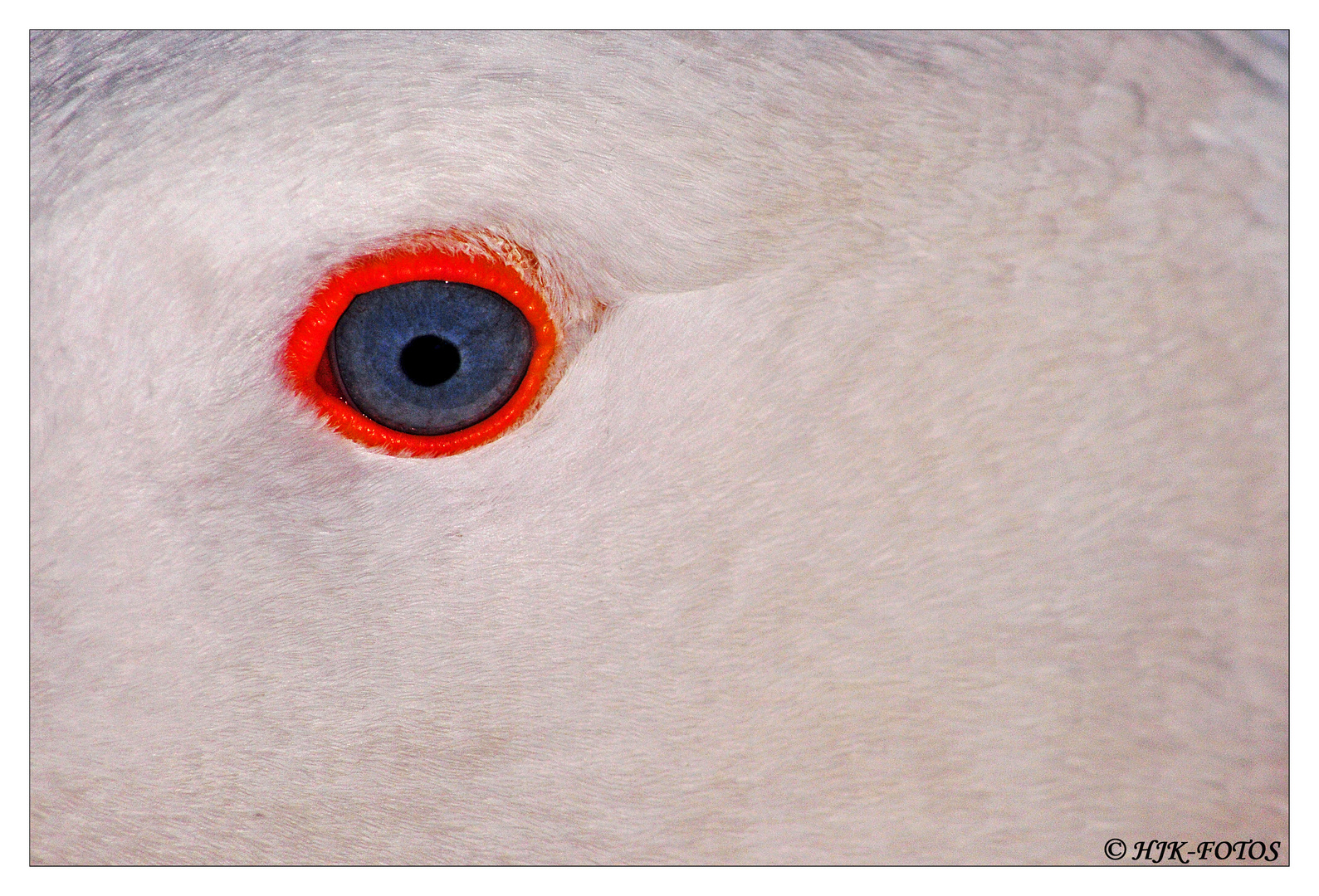 eye of the goose