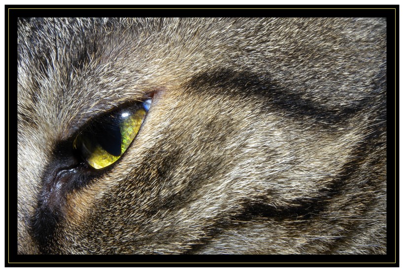 Eye of the "Hometiger"