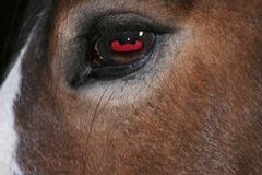 Eye of the Horse