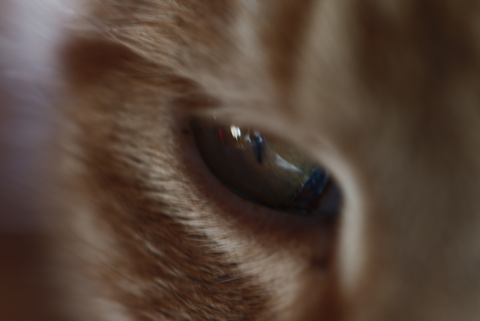 Eye of the (little) Tiger