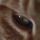 Eye of the (little) Tiger