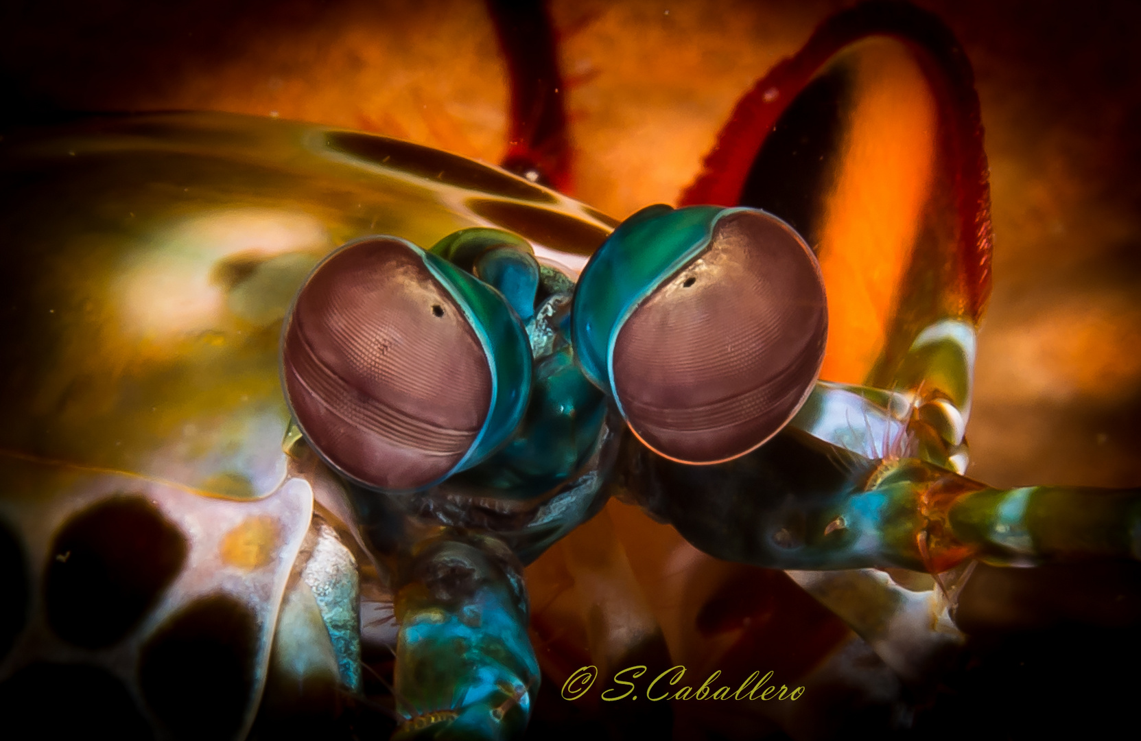 Eye of the Mantis Shrimp