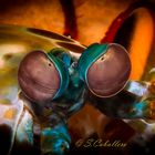 Eye of the Mantis Shrimp