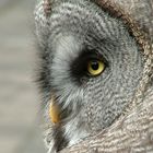 eye of the owl