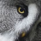 Eye of the owl