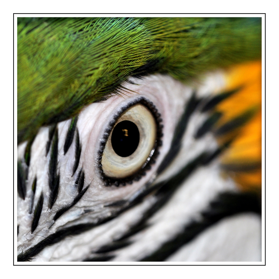 Eye of the parrot