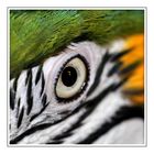 Eye of the parrot