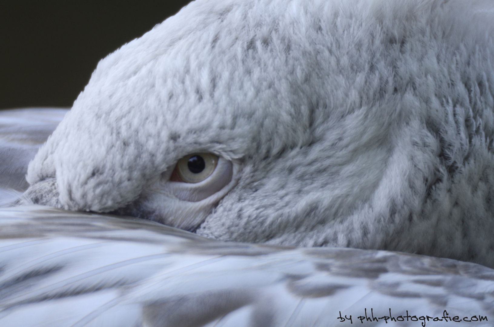 eye of the pelican