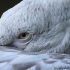 eye of the pelican