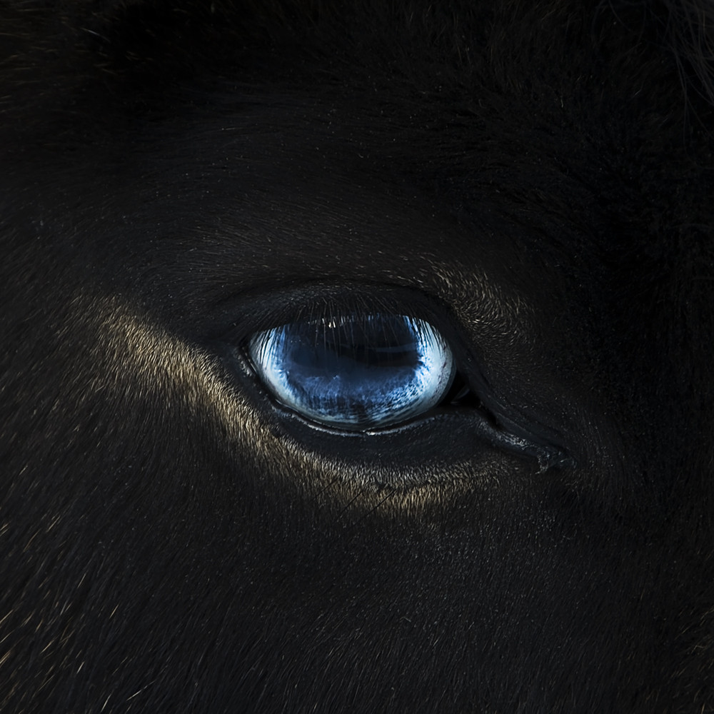 eye of the pony