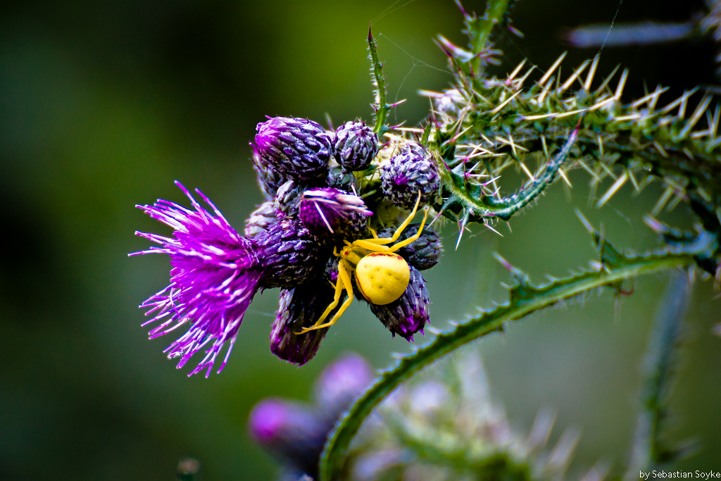 Eye of the Spider